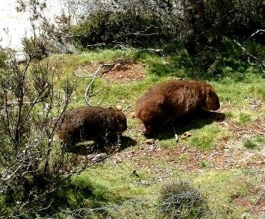 Wombat Cabin Villa Moina Buitenkant foto