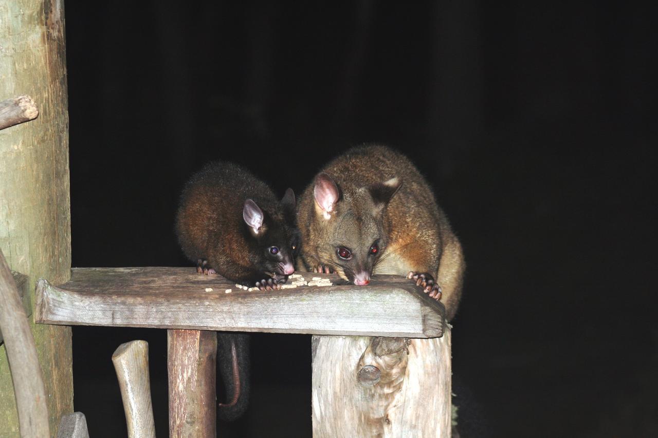 Wombat Cabin Villa Moina Buitenkant foto