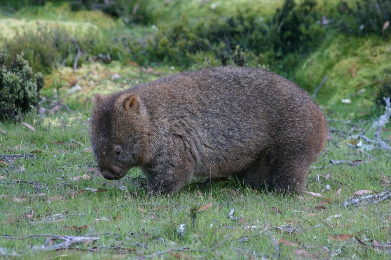 Wombat Cabin Villa Moina Buitenkant foto