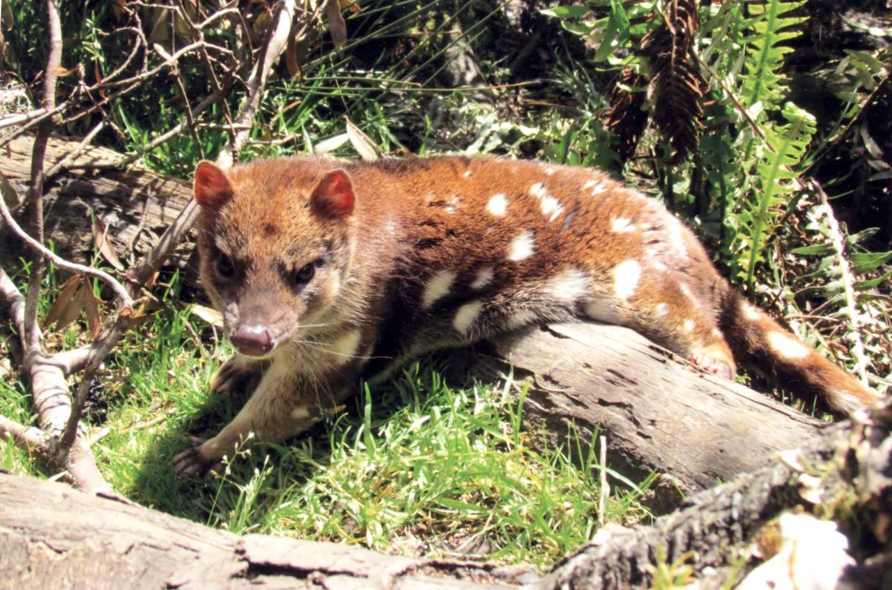 Wombat Cabin Villa Moina Buitenkant foto