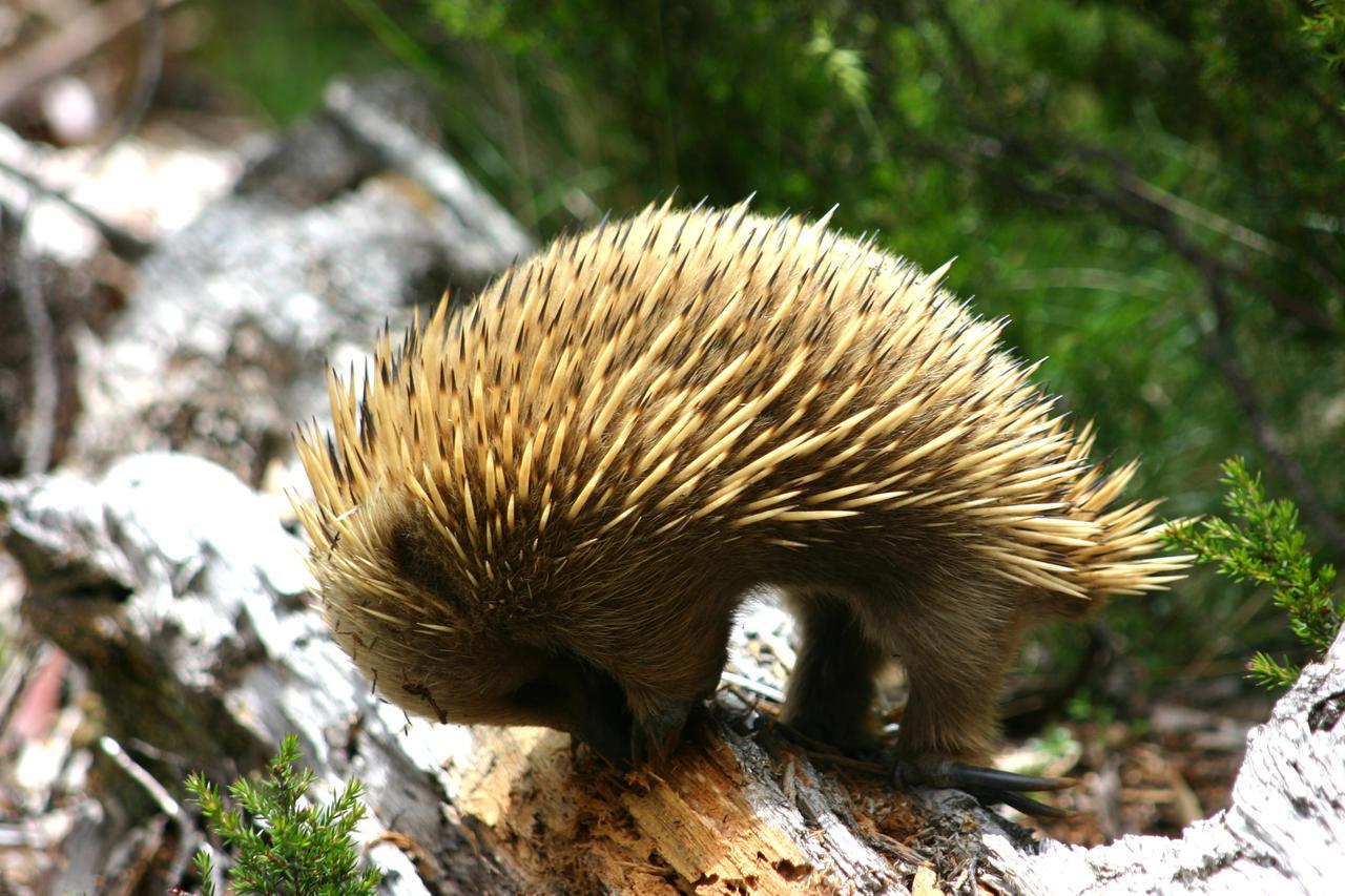 Wombat Cabin Villa Moina Buitenkant foto